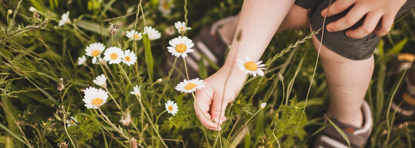 Child picking daisies in a meadow